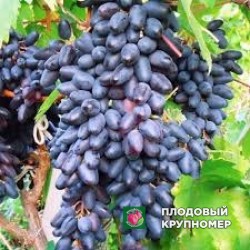 Виноград "пізутелло неро"