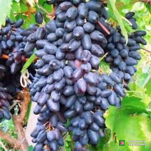 Саженцы Виноград "пізутелло неро"