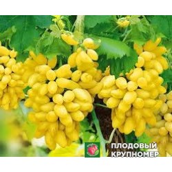 Виноград "регіна дельвінге"