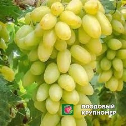 Виноград "регіна перголона"