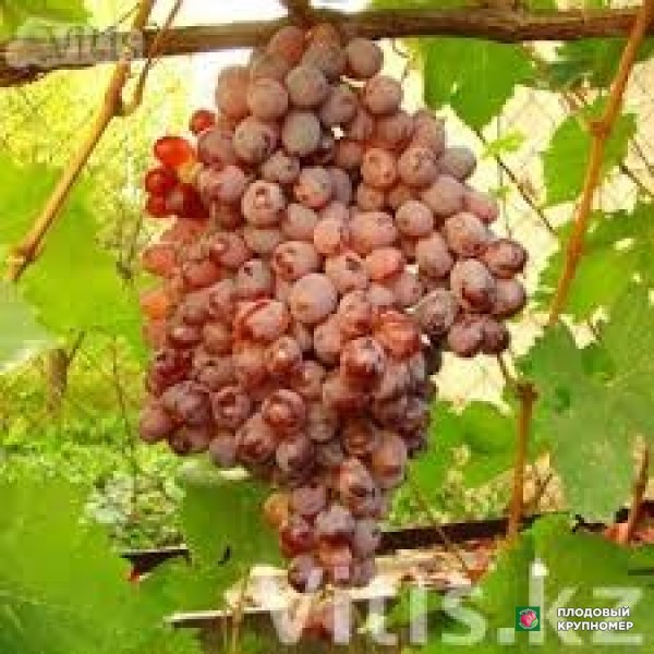 Саженцы Виноград " таффі"