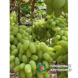Виноград " томсон"