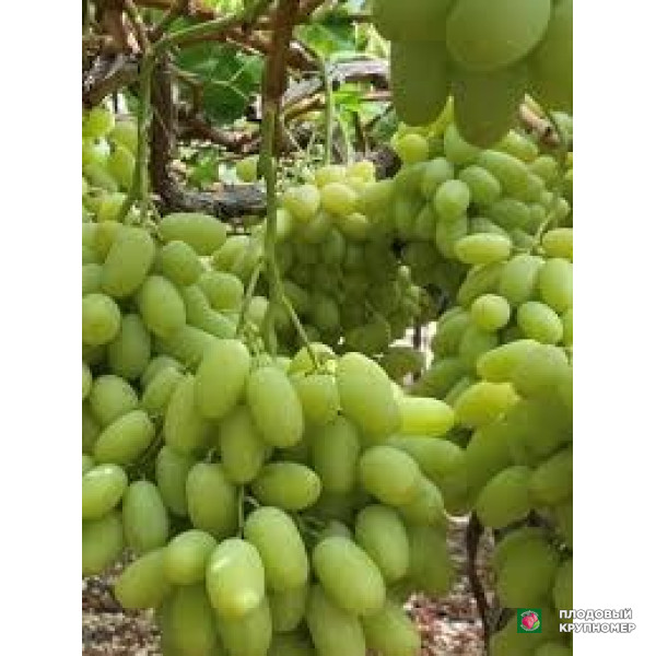 Саженцы Виноград " томсон"