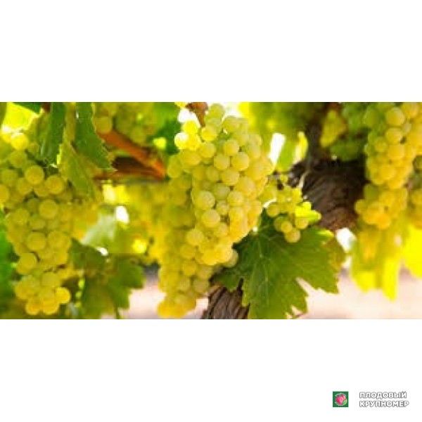 Саженцы Виноград " вікторія"