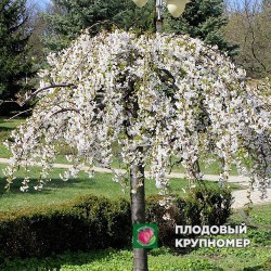 Вишня плакуча на штамбі