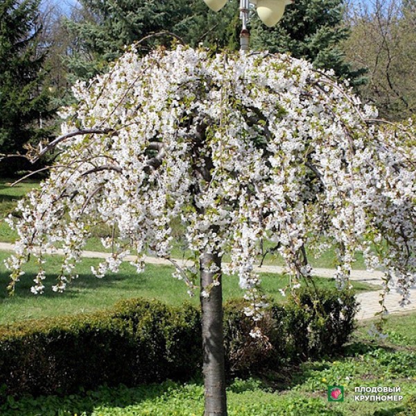 Саженцы Вишня плакуча на штамбі