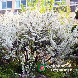 Вишня залозиста Альба полону