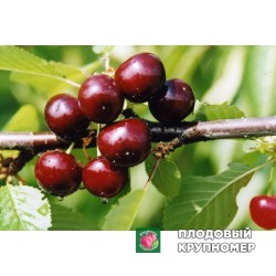 Вишня "диво-вишня"