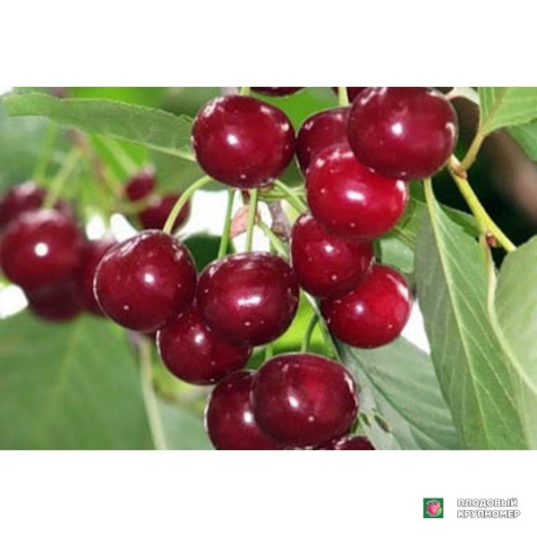 Саженцы Вишня " Іграшка"