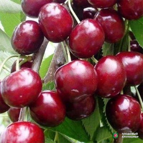 Саженцы Вишня "Лутовка"