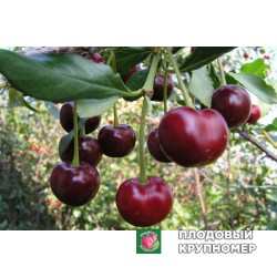 Вишня "Подбельського"