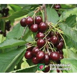 Вишня " Шоколадниця"