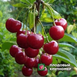 Вишня " Шпанка"