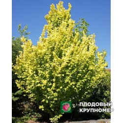 В'яз колоновидний " Wredei"