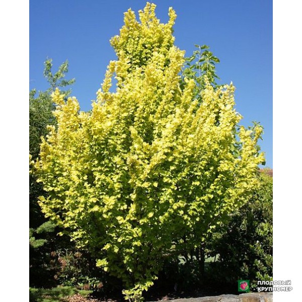 Саженцы В'яз колоновидний " Wredei"