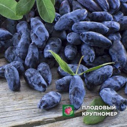 Жимолость "Пам'яті Кулимова"