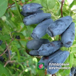 Жимолость "Північне Сяйво"