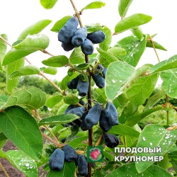 Жимолость "Троє друзів"