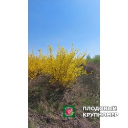 Форзиція - 3 роки