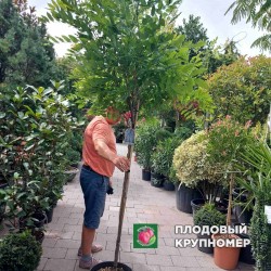 Гліцинія - 3 роки