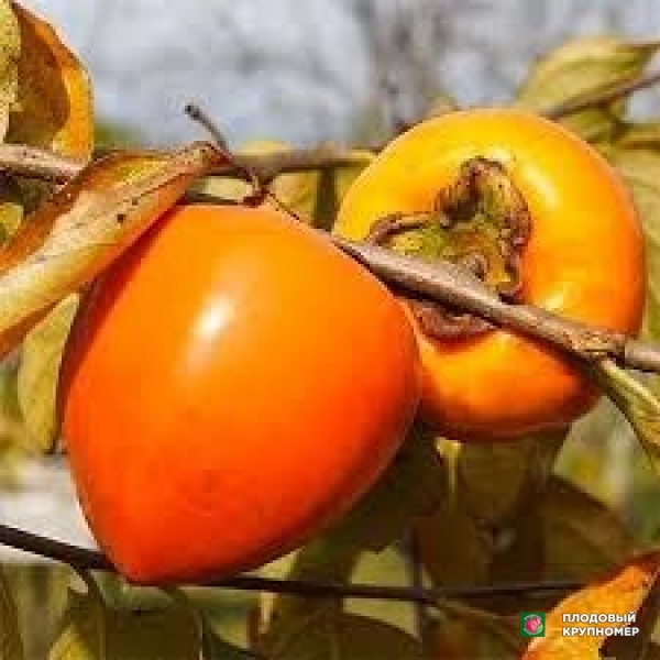 Саженцы Хурма "крупноплідна дачна"