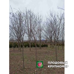 Катальпа - 10 років