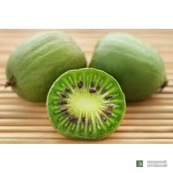 Саженцы Ківі "Баунті"