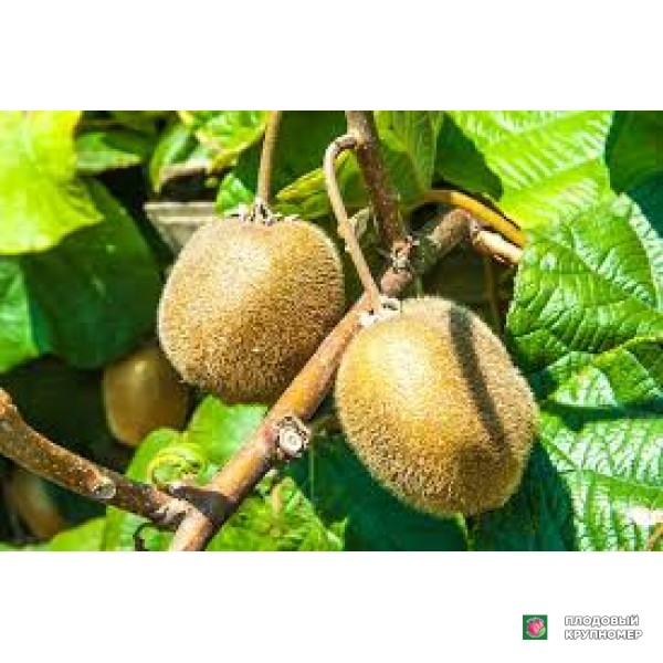 Саженцы Ківі "голд"