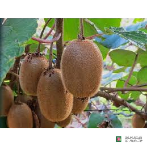 Саженцы Ківі "хайвард клон"