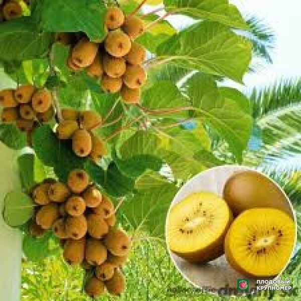 Саженцы Ківі "іссай голд"