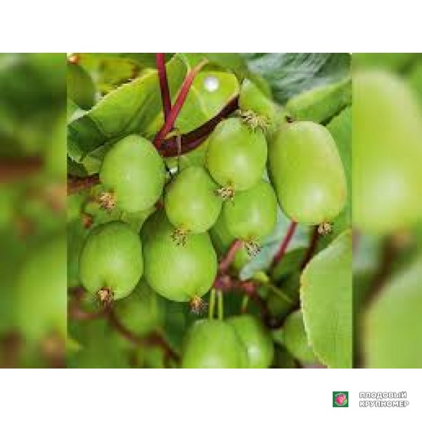 Саженцы Ківі "міні ківі іссай"