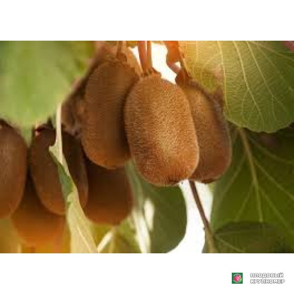 Саженцы Ківі "рона"