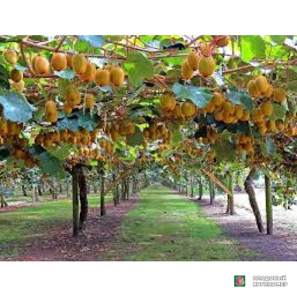 Саженцы Ківі "соло"