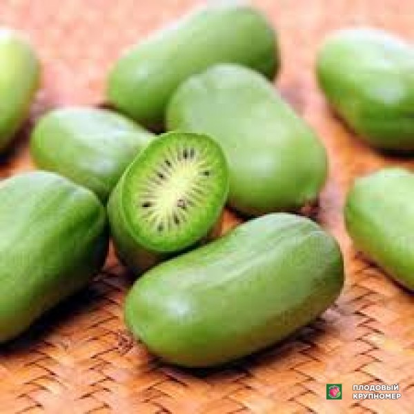 Саженцы Ківі "вейкі"