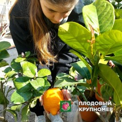 Лимон Чудо - 5 років