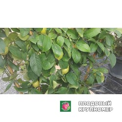 Лимон Флорентіна - 1 рік