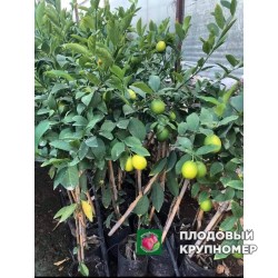 Лимон Овал де соренто (Oval de sorento) - 1 рік