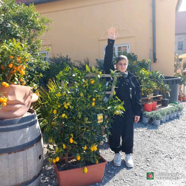 Саженцы Лимон шпалєра - 1 рік