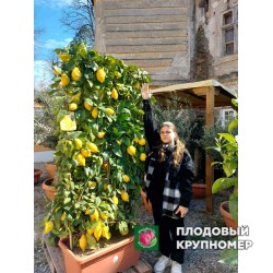 Лимон шпалєра Лунарио - 1 рік