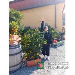 Лимон шпалєра Майкопський - 1 рік