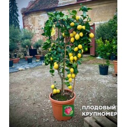 Лимон шпалєрний Зустріч - 10 років
