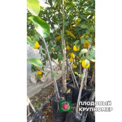 Лимон Сиракузано - 1 рік