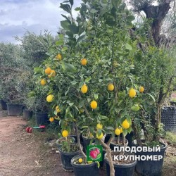 Лимон Солодкий пунш - 1 рік