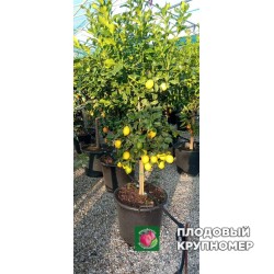 Лимон Ташкентский - 1 рік