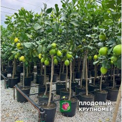 Лимон Таємниця - 1 рік