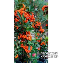 Піроканта - 3 роки