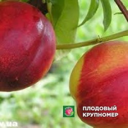 Нектарин " Старкримсон"
