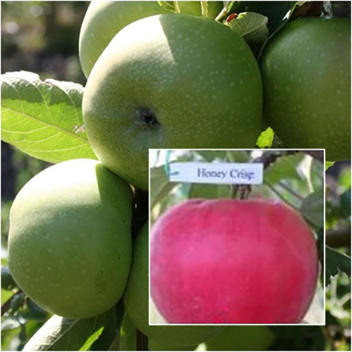 Яблоня Кальвиль Снежный Описание Фото – Telegraph